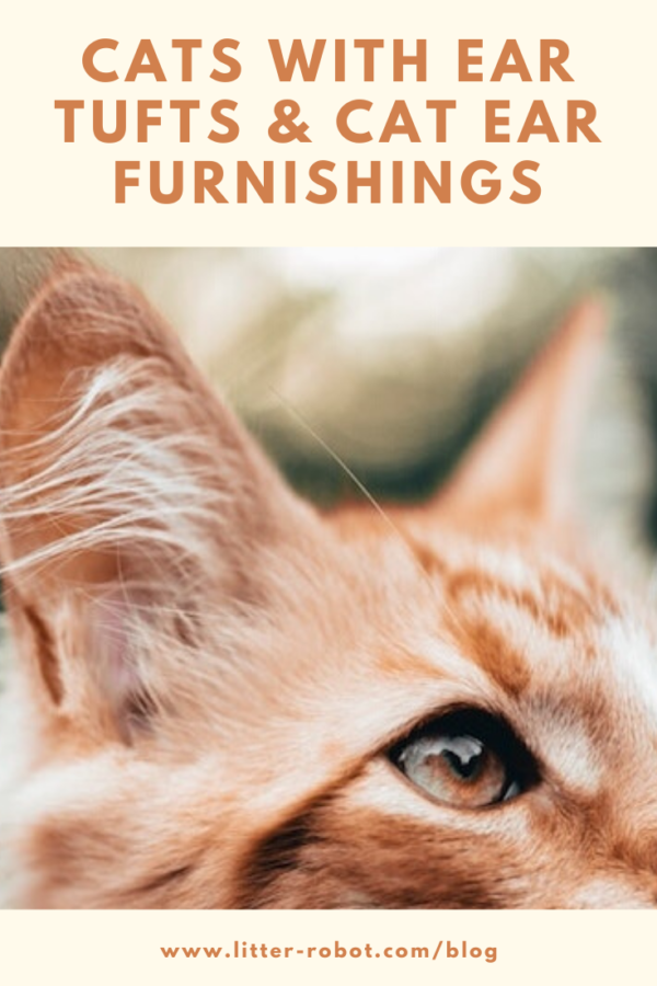 orange tabby with ear tufts and ear furnishings; cats with ear tufts and car ear furnishings