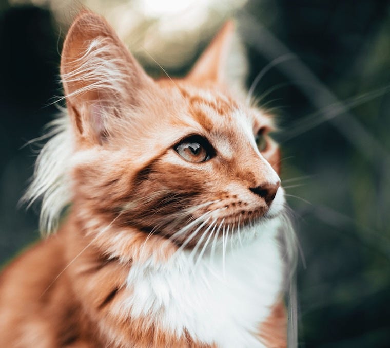 orange and white longhaired cat with cat ear furnishings and cat ear tufts