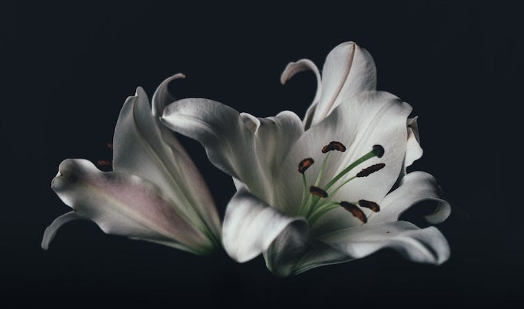 white lilies on a black background