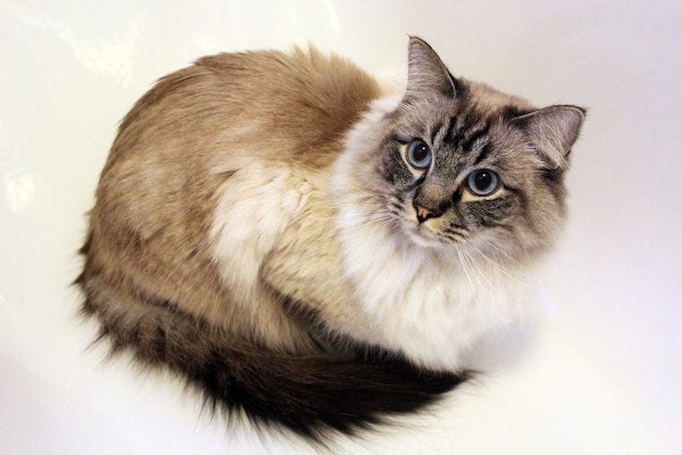 Ragdoll cats with ear tufts and cat ear furnishings