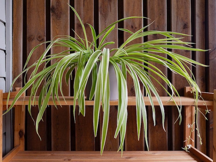 Spider plant - houseplants safe for cats