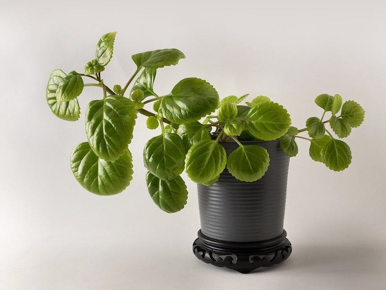 Swedish ivy - houseplants safe for cats