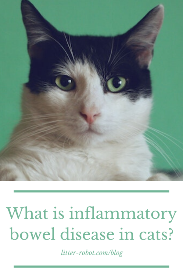black and white cat with green eyes - what is inflammatory bowel disease in cats?