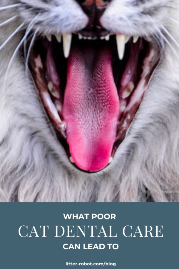 long-haired white cat's open mouth, fangs, tongue, and whiskers - cat dental care