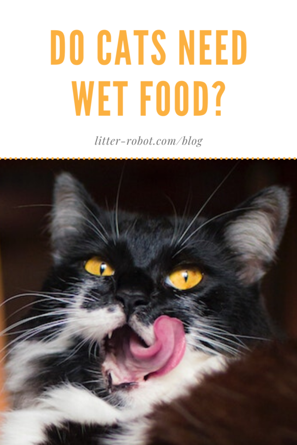 long-haired black and white and brown cat with yellow eyes licking his mouth - do cats need wet food?