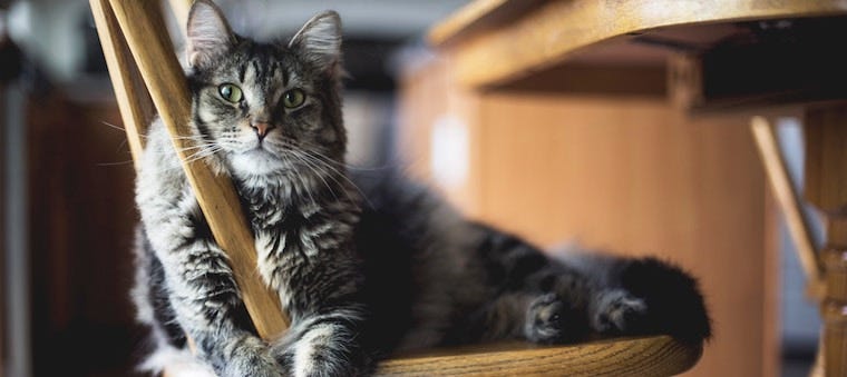 Why Spaying Decreases Mammary Cancer in Cats