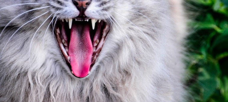 What Poor Cat Dental Care Can Lead To