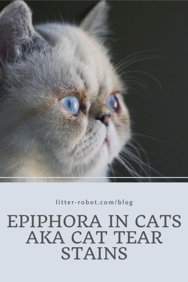 Persian cat with blue eyes and tear stains - epiphora in cats, aka cat tear stains