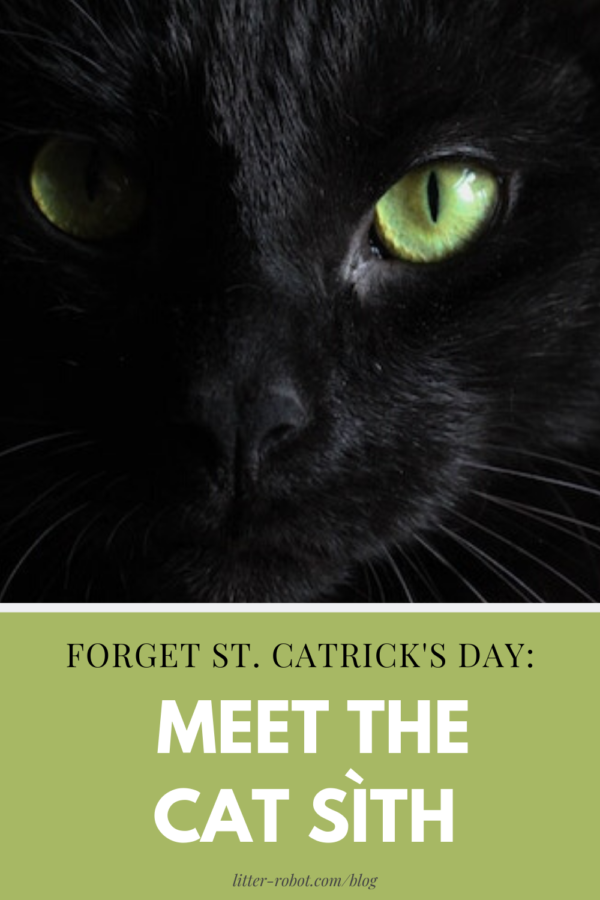 black cat with green eyes - meet the cat sith