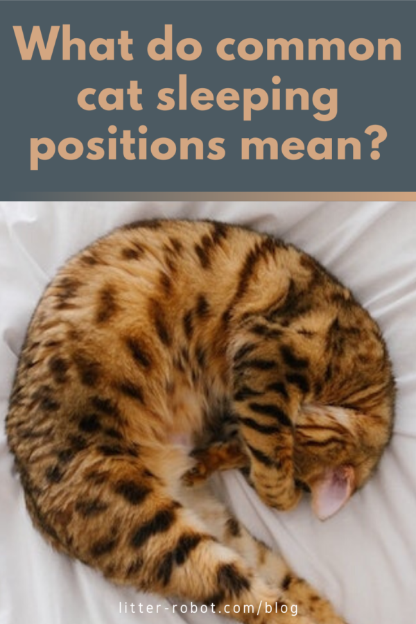 Spotted bengal cat curled up sleeping with paw across the face - what do common cat sleeping positions mean?