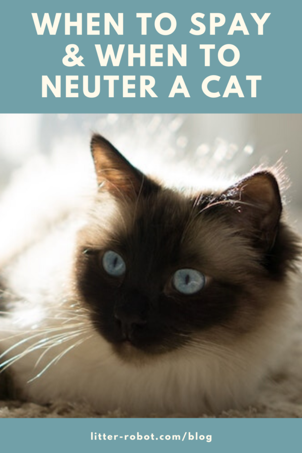 Balinese Himalayan cat with blue eyes sitting in the sun - when to spay a cat and when to neuter a cat