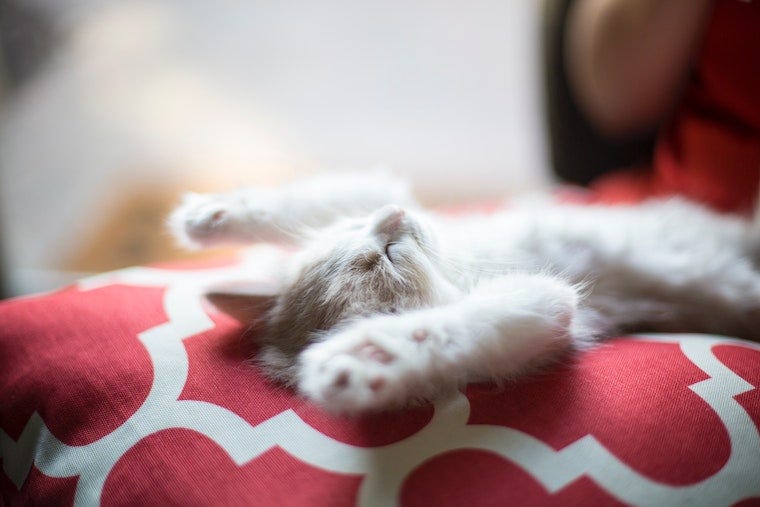 white kitten sleeping belly up with paws in the air - cat sleeping positions