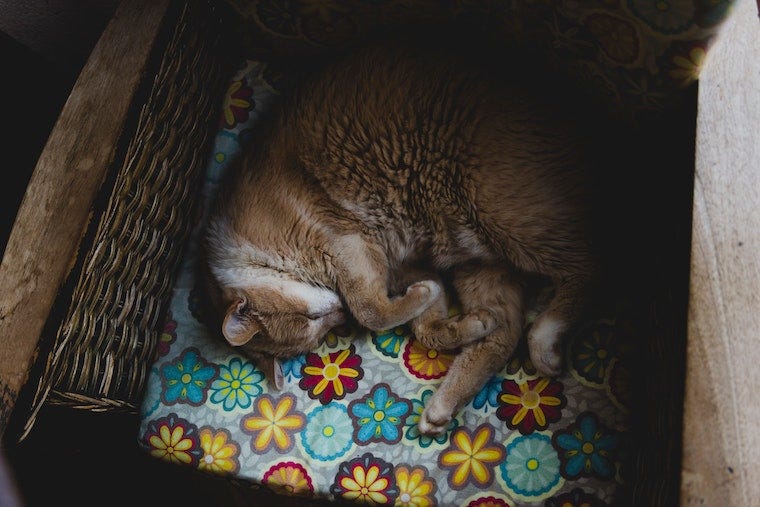 orange and white cat sleeping in a wicker basket - cat sleeping positions