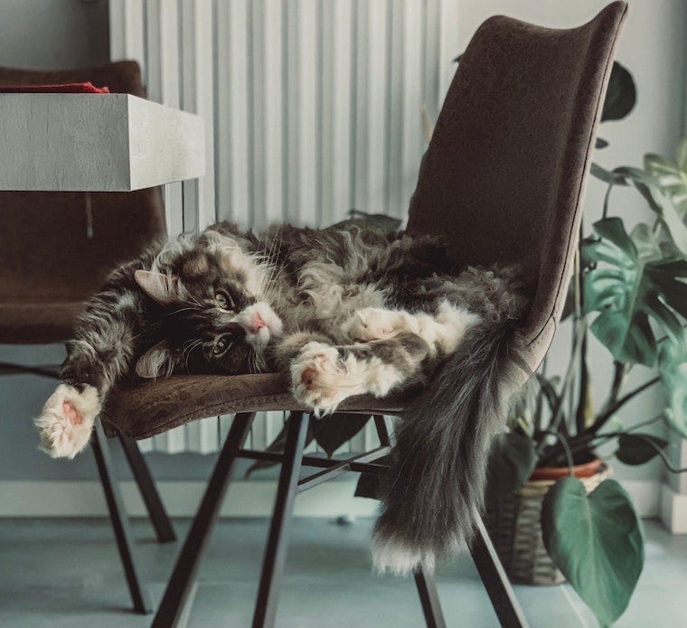 long-haired grey and white cat contorted on a brown chair - cat sleeping positions
