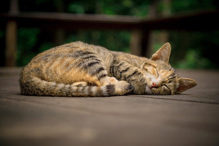 orange and brown tabby sleeping curled up on a deck - cat sleeping positions