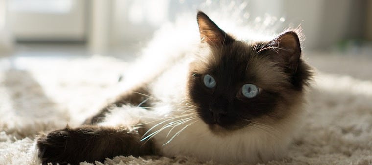 Ragdoll cat lying in sun