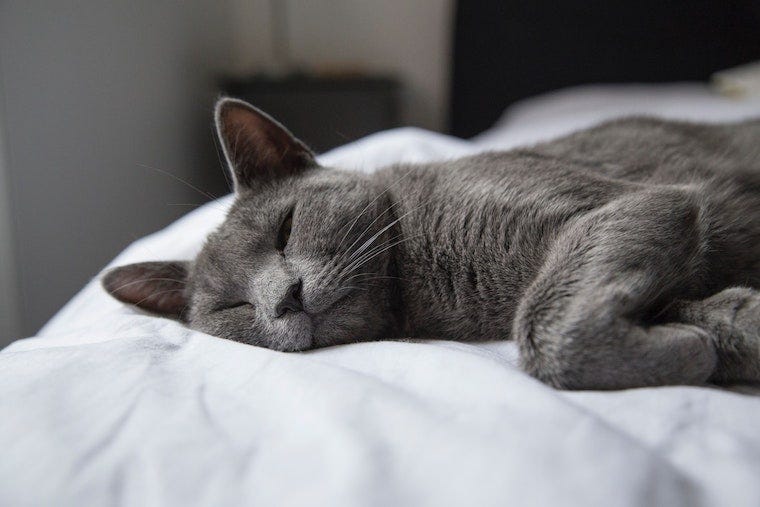 Grey russian blue cat sleeping with one eye open - cat sleeping positions