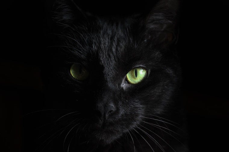 black cat with green eyes and white whiskers