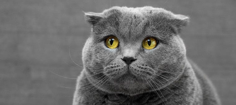 Do Cats Fart? (Psst! It’s “Odiferous Essence”)