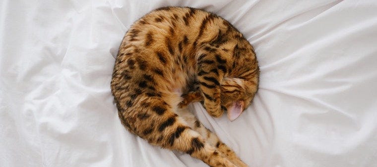 What Do Common Cat Sleeping Positions Mean?