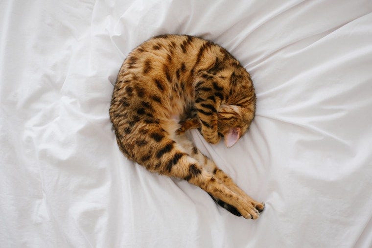 Spotted bengal cat curled up sleeping with paw across the face - cat sleeping positions