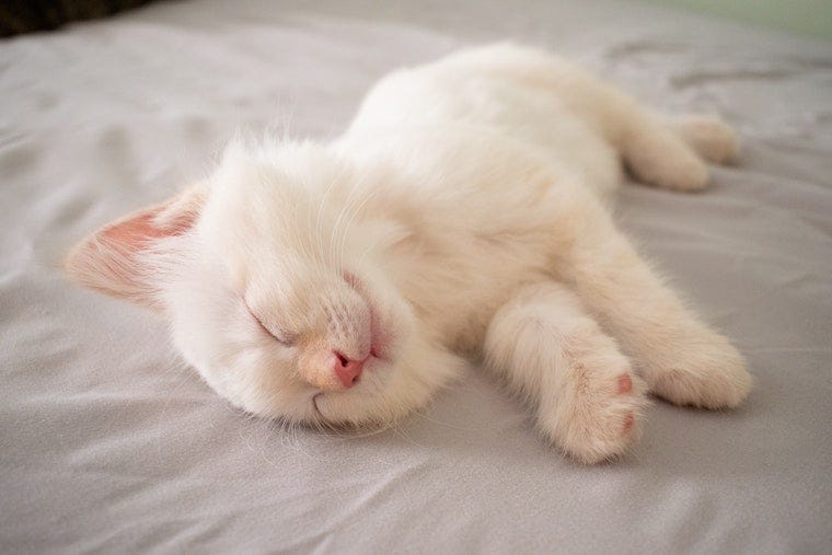 white kitten sleeping on side - cat sleeping positions