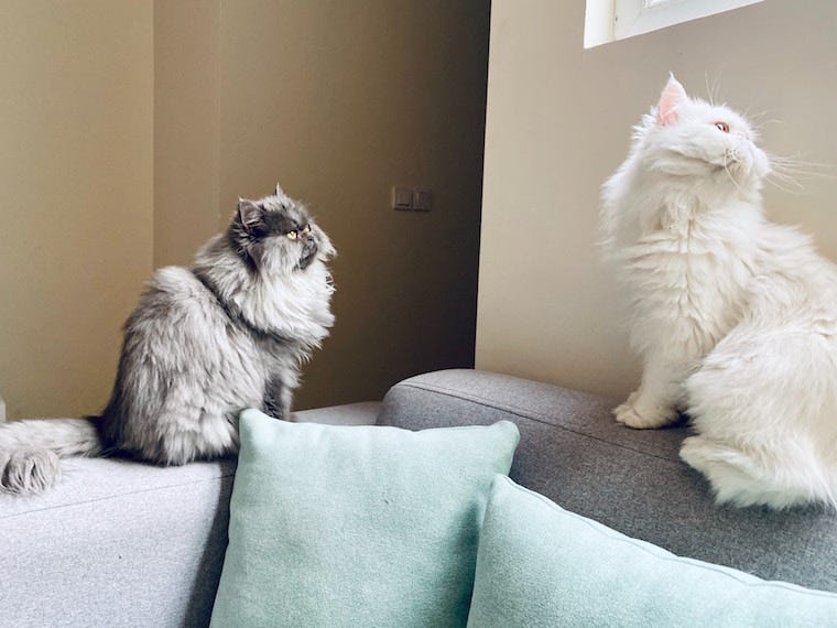 One grey Persian cat and one white Persian cat sitting on a couch ledge