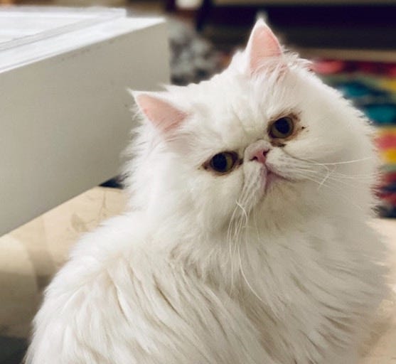 White Persian cat with cat tear stains - epiphora in cats