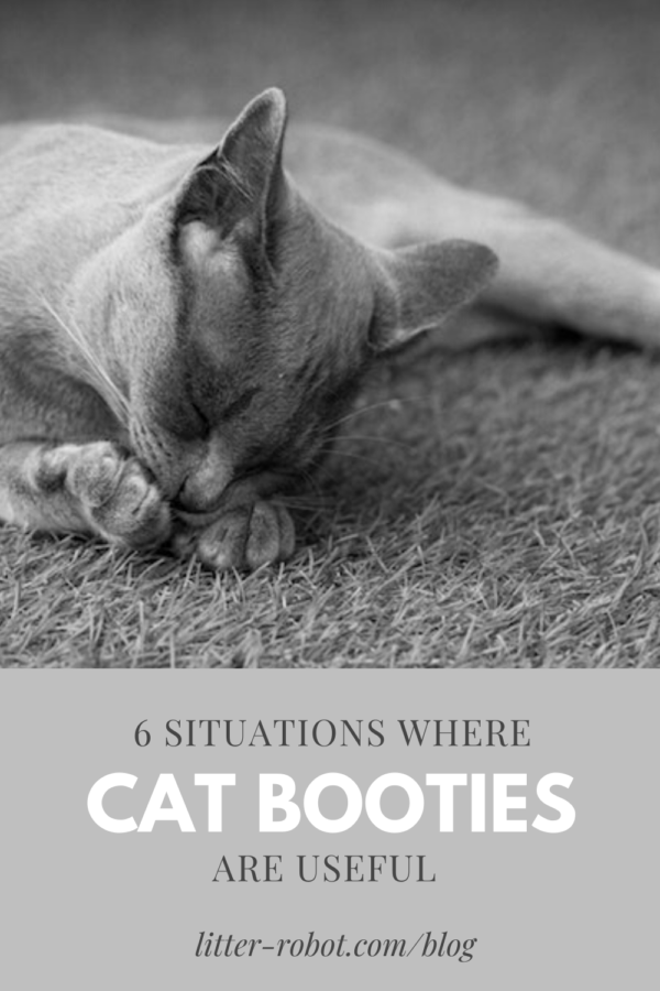 grey cat chewing on front paw - 6 situations where cat booties are useful