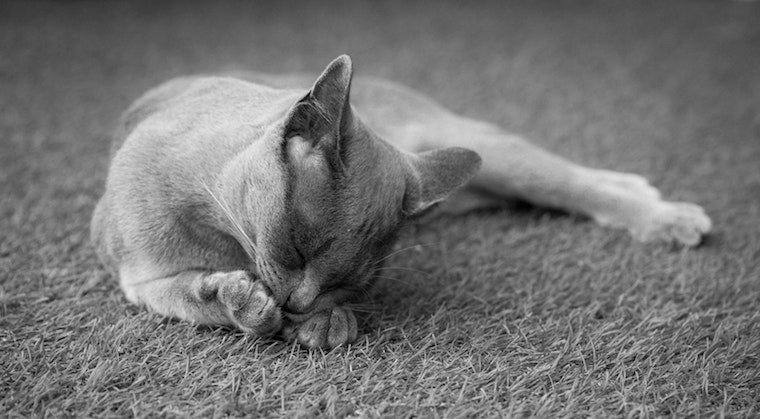 grey cat chewing on front paw