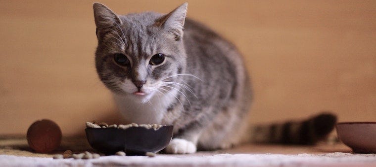 grey tabby cat with food bowl