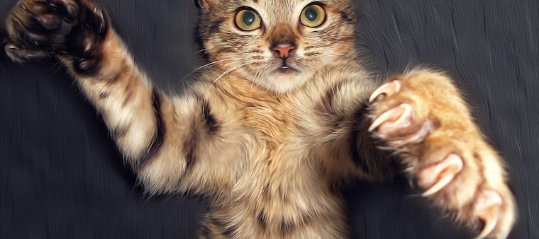 striped tabby cat with paws reaching up and claws out