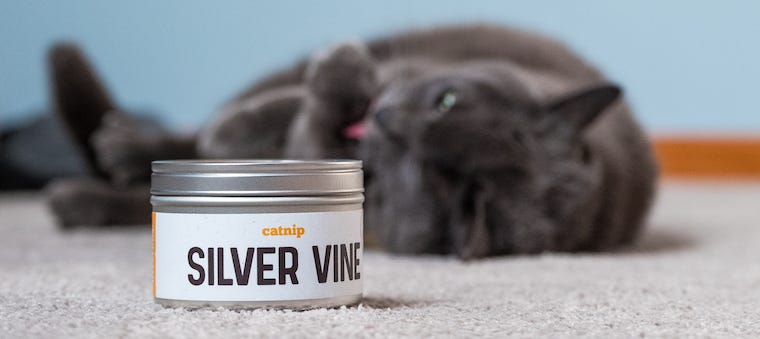 Silver Vine for Cats: Kitty’s Next Fave