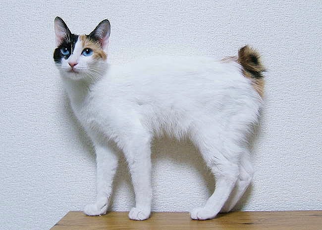 Japanese Bobtail calico cat