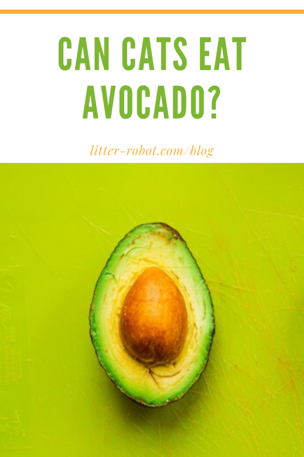halved avocado on a bright green background - can cats eat avocado?