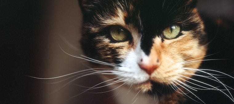 Calico Cats: Facts, Details, and Breed Guide