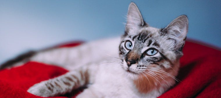 What Causes Anemia in Cats & How To Prevent It | Litter-Robot