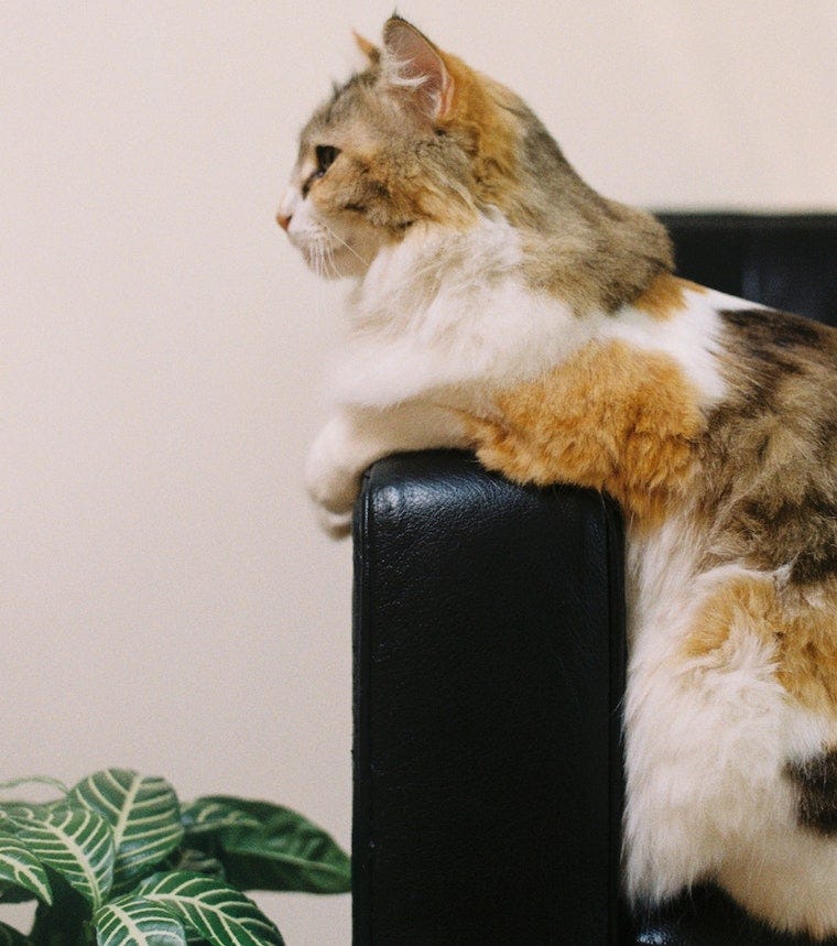 long-haired calico cat sitting on a black couch arm