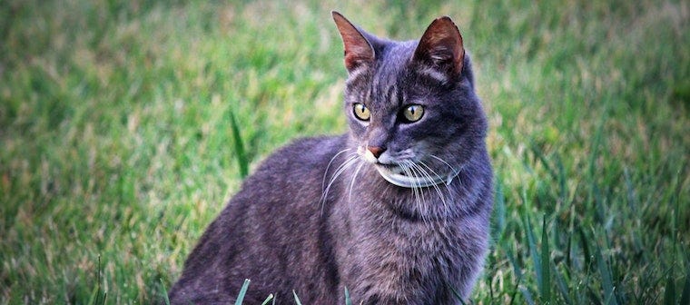 grey tabby cat outside in grass