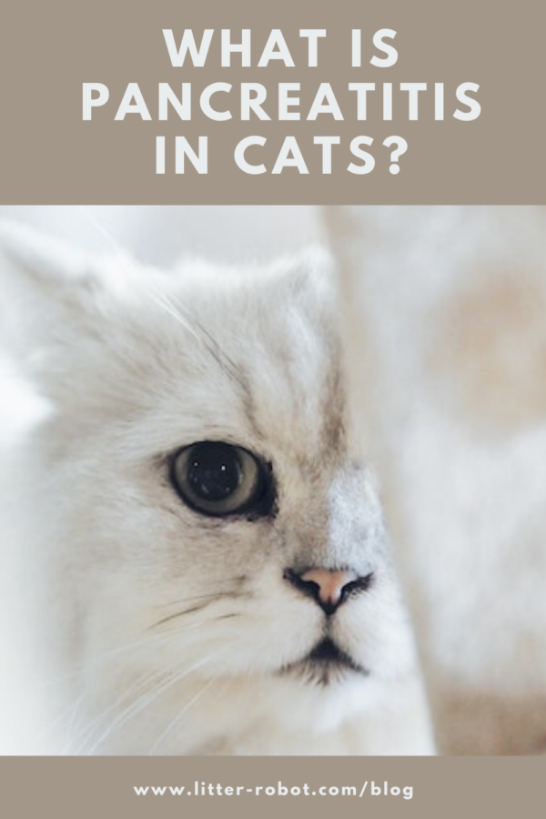 white cat with hazel eye half hidden by a white post - what is pancreatitis in cats?