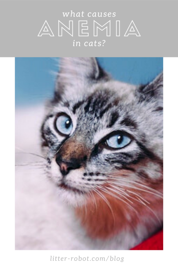 white Siberian cat with blue eyes - what causes anemia in cats?