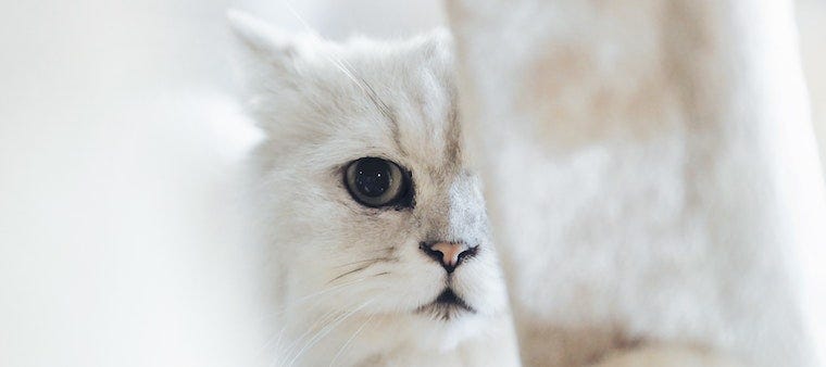 white longhaired cat half hidden