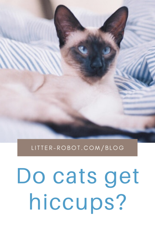 Siamese cat on a blue and white striped blanket - do cats get hiccups?
