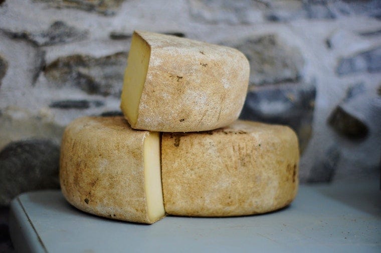 hard, aged cheese blocks - can cats eat cheese?