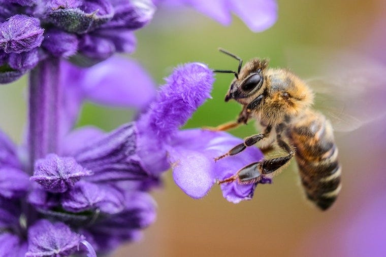 Honeybee near a purple flower