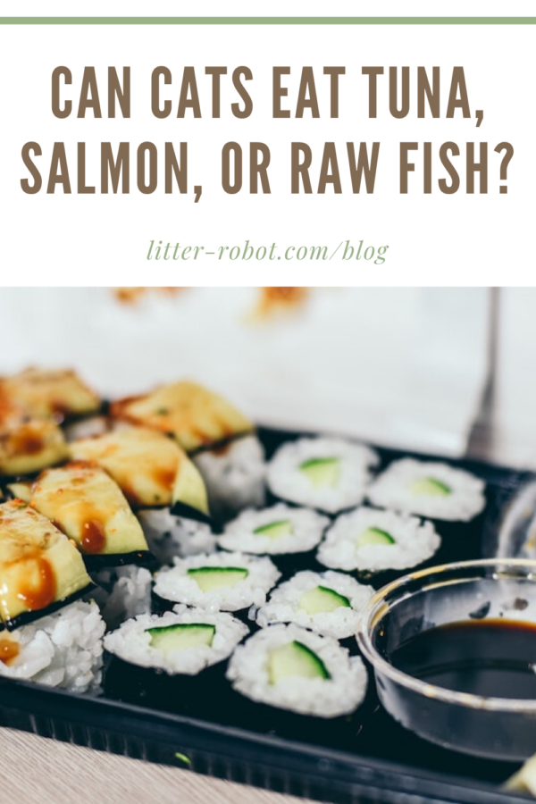 sushi rolls and soy sauce - can cats eat tuna, salmon, or raw fish?