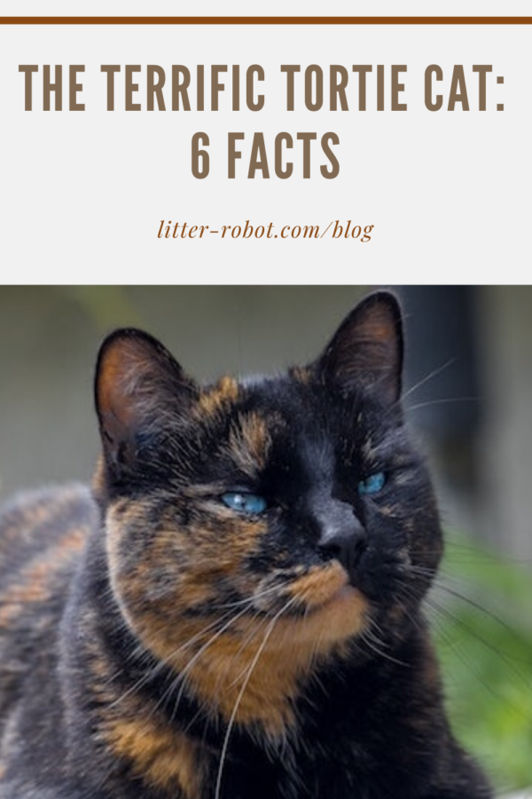 tortie cat with blue eyes sitting on a stump in the grass - 6 facts