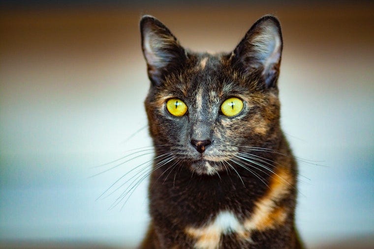 tortie cat with yellow eyes
