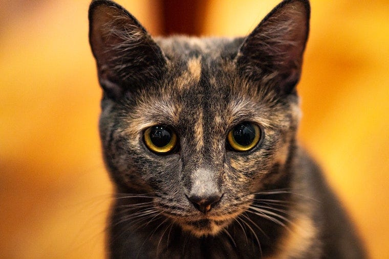 tortie cat with a yellow background