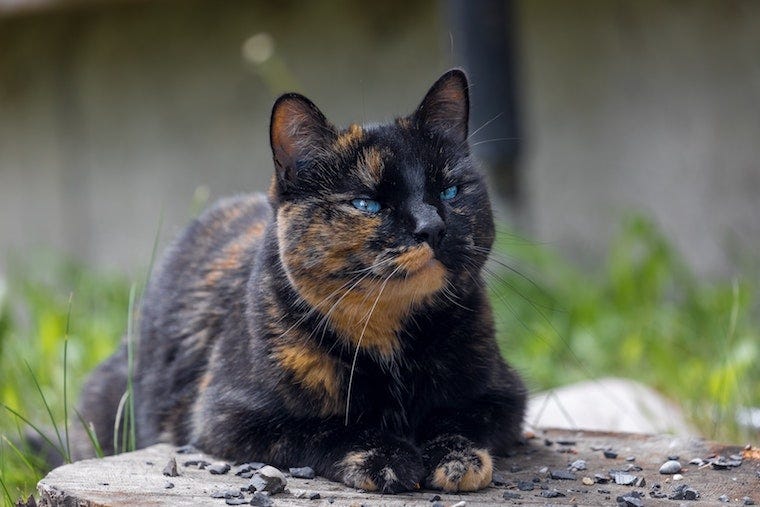tortie cat with blue eyes sitting on a stump in the grass